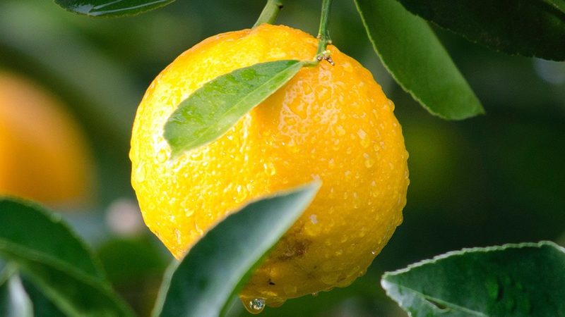 CRS优化关键问题解析：揭秘医药研发的“幕后功臣
